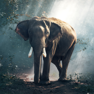 photo of elephant in forest with filtered sunlight